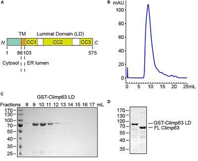 Self-Association of Purified Reconstituted ER Luminal Spacer Climp63